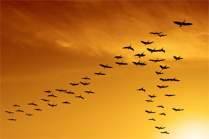 Bird Migration