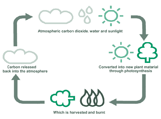 Carbon Cycle