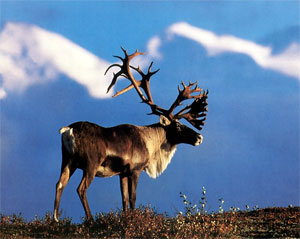 Caribou Buck