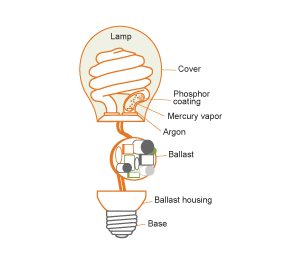 Compact Fluorescent Bulb Diagram