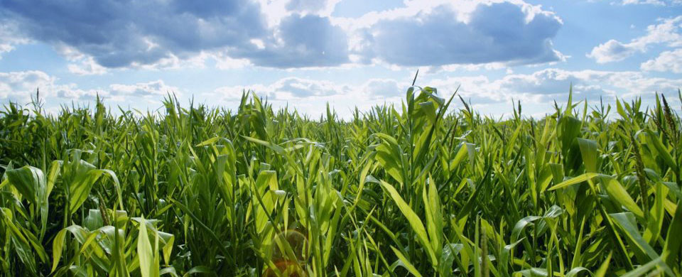 Corn Field
