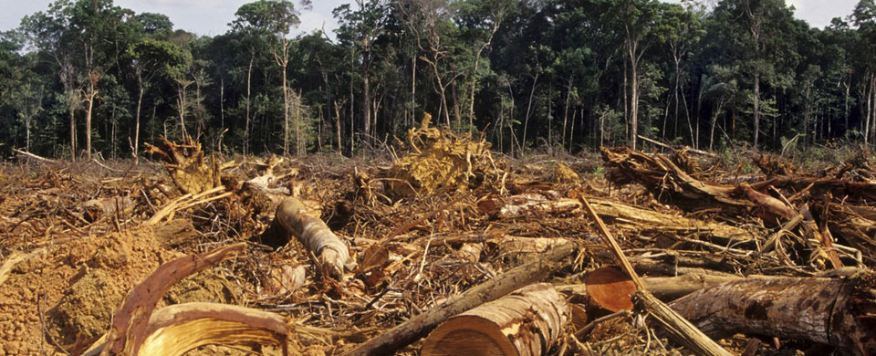 Deforestation in the Amazon