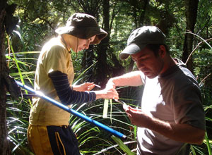 Extracting Tree Ring Samples