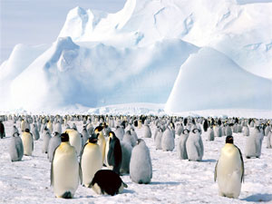 Emperor Penguins