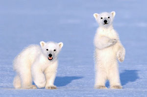 Polar Bear Cubs