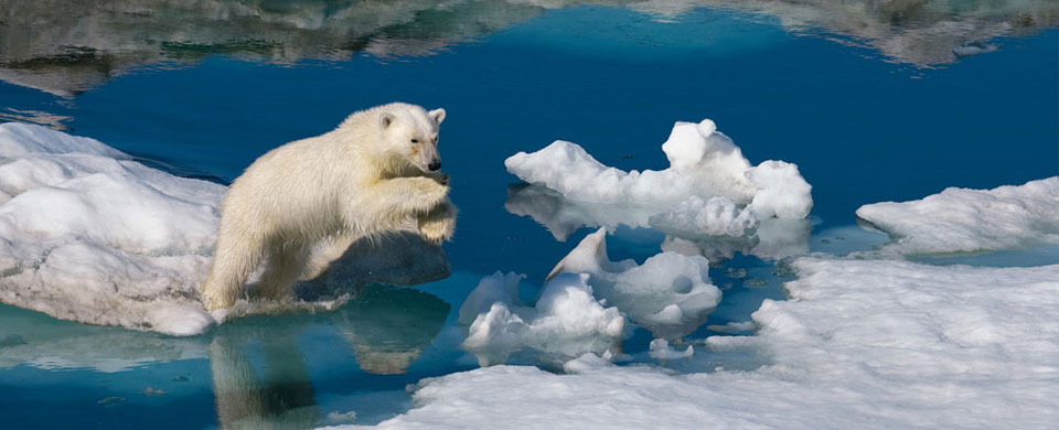 Polar Bear Jumping