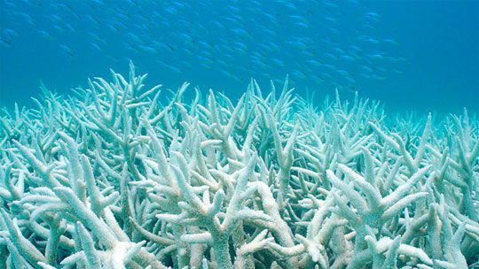 Bleached Reef