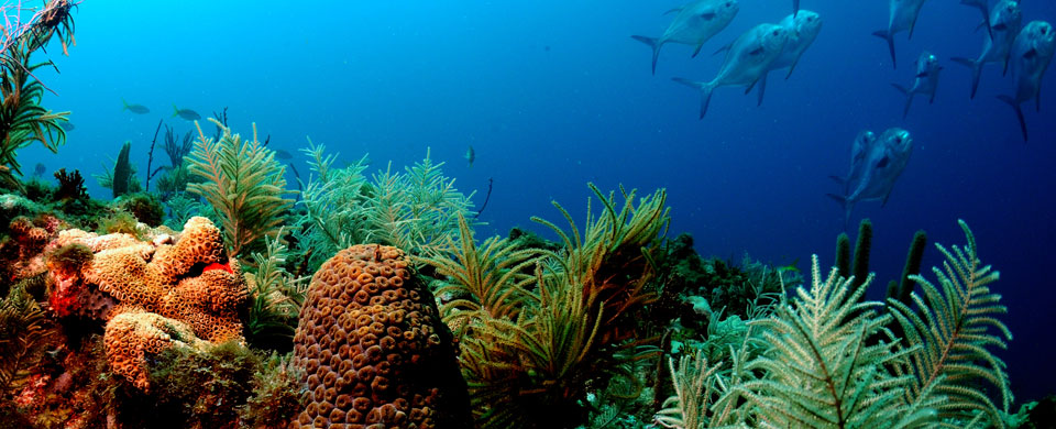 Permit Reef