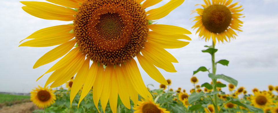 Sun Flower Field