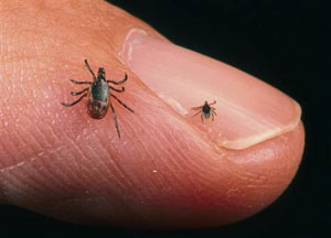 Ticks