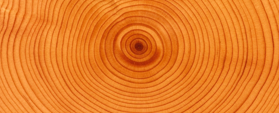 Tree Rings